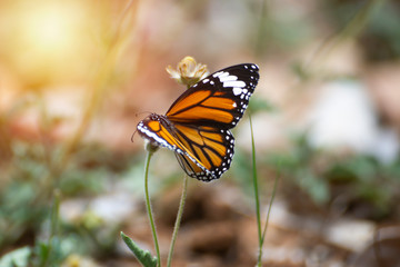 Butterflies are sniffing the grass