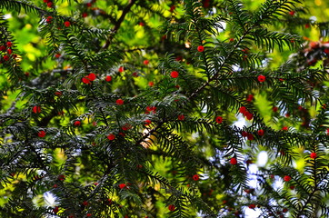 Taxus baccata (yew tree)