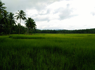 green grass field and blue sky