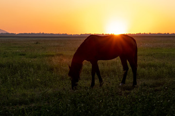 A horse grazes in a field at sunset. Backlit warm light from the sun going beyond the horizon.