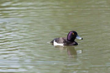 Obraz premium one tufted ducks (aythya fuligula) swimming on water surface