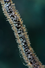 Pale damselfish larvae microscopic