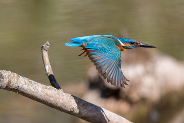 blue common kingfisher (alcedo atthis) in flight