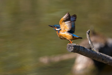 common kingfisher (alcedo atthis) during take-off from perch