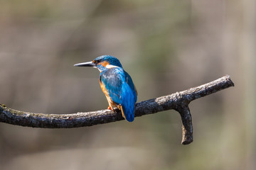 male kingfisher bird (alcedo atthis) sitting on a perch