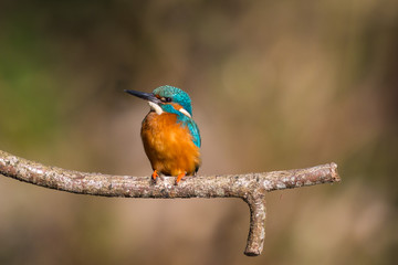 male common kingfisher (alcedo atthis) sitting on perch