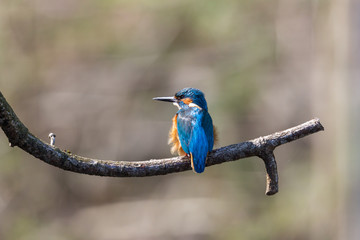 male kingfisher bird (alcedo atthis) sitting on a tree branch