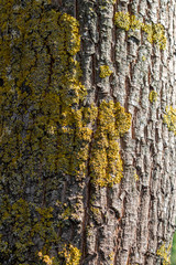 écorce avec lichen