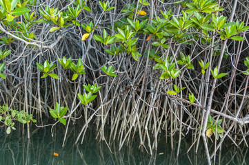 Galapagos mangrove plants