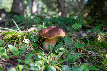 Steinpilz - Boletus edulis