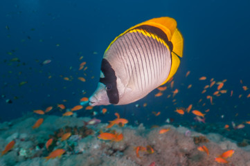 Lined Butterflyfish Sudan