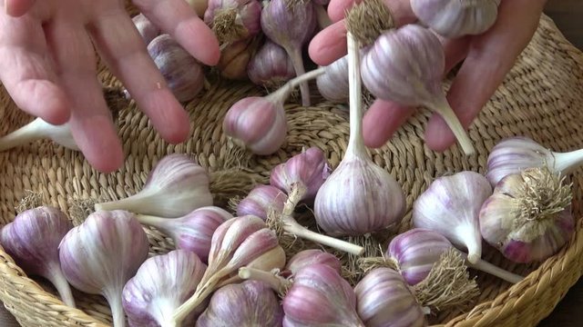 Fresh garlic in small basket
