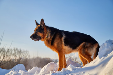 Dog German Shepherd in a winter day
