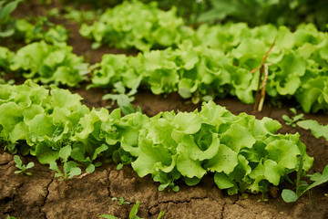 Lettuce salad leaf background. Fresh batavia salad. Top view whole lettuce leaf growth on organic farm ground bed. Young green lettuce crop in garden soil for spring leaf salad. Raw vegetarian lettuce