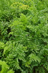Lettuce salad leaf background. Fresh batavia salad. Top view whole lettuce leaf growth on organic farm ground bed. Young green lettuce crop in garden soil for spring leaf salad. Raw vegetarian lettuce