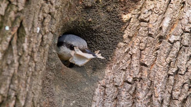 Eurasian nuthatch (Sitta europaea) using plastic to build its nest