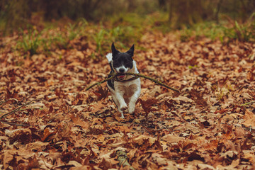 Puppy fetching a stick 