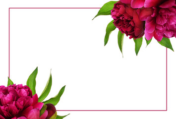Red peony flowers with green leaves in a floral arrangements with a frame