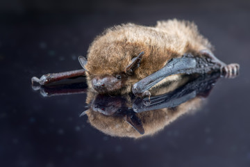 Soprano pipistrelle bat reflected