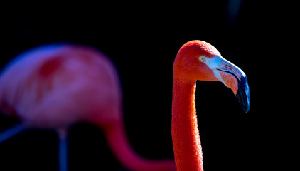 Orange Flamingo 5