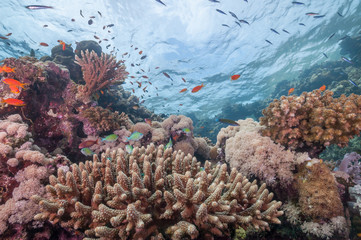 Naklejka na ściany i meble Sudan coral reef nature