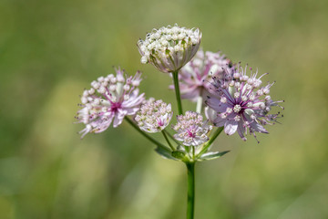 Kleine Sterndolde - Astrantia minor