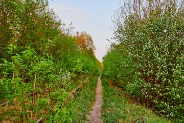 Fototapeta na wymiar Nature landscape with green treeses and narrow path