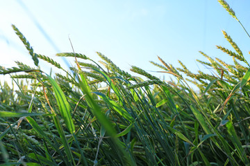 Naklejka premium Spikelets on wheat field on summer day