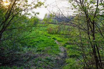 Nature landscape with green treeses and narrow path