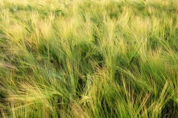 Spikelets on rye field on summer day