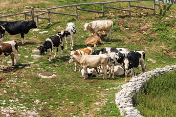 Fototapeta premium Herd of cows grazing in a mountain pasture. Italian Alps, Italy, south Europe