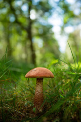 Champignon en forêt