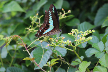 ヤブガラシの花の蜜を吸うアオスジアゲハ