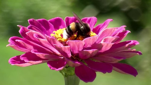 Eine Hummel holt Nektar aus den Bl&uuml;tenf&auml;den einer Zinnie