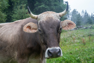 Naklejka premium Milchkuh mit Hörnern, Grauvieh