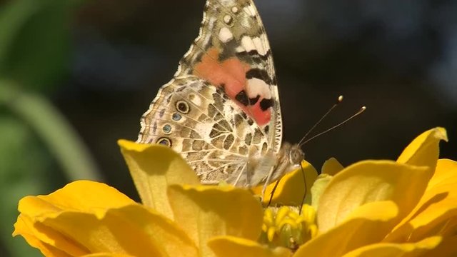 Ein Distelfalter saugt mit seinem R&uuml;ssel Nektar aus einer gelbe Zinnienbl&uuml;te