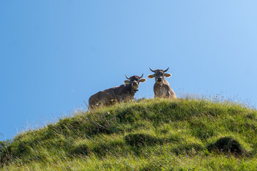 Kühe auf der Alp