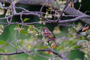 sparrow on branch