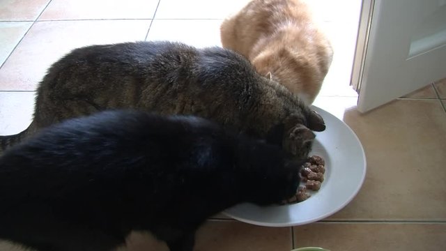 Drei Hauskatzen fressen friedlich aus einer Sch&uuml;ssel