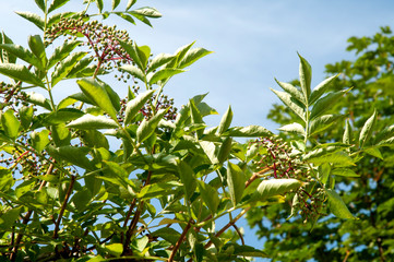 ripening green berries at twigs of an elder shrub