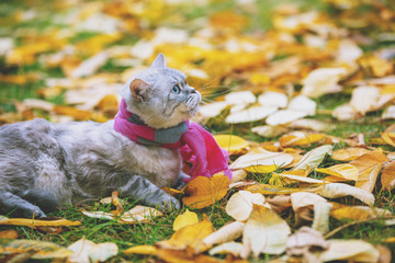 Cute cat wearing a pink-gray knitting scarf sitting on yellow fallen leaves in the autumn garden