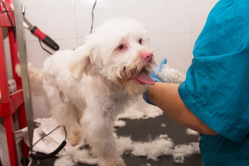 cutting the dog's hair at the dog grooming