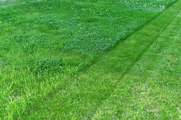 carpet of lush green lawn half beveled