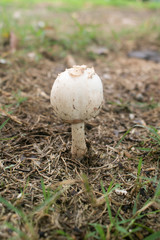 False parasol mushroom (Chlorophyllum molybdites) or Green-spored parasol dangerous poisonous mushrooms in field garden. 