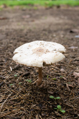 False parasol mushroom (Chlorophyllum molybdites) or Green-spored parasol dangerous poisonous mushrooms in field garden.
