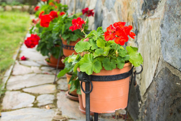 Fototapeta na wymiar red geranium pots in the yard