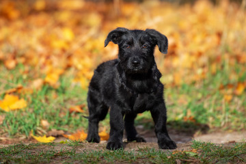 adorable mixed breed puppy portrait in autumn