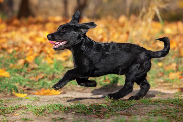 happy black puppy running outdoors in autumn