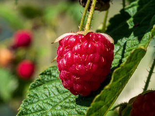 Closeup Raspberry with green leave at the background