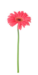 Beautiful gerbera flower on white background